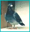 fedlogog.gif (7399 octets)